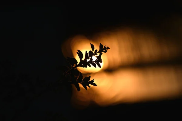 Gyönyörű Éjszakai Kilátás Levelekre — Stock Fotó