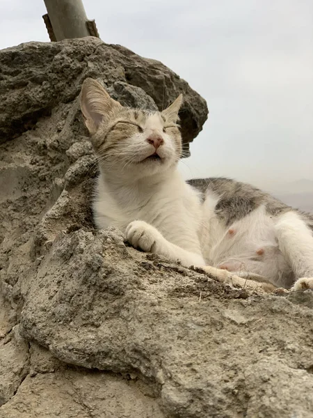 Katt Sittande Marken — Stockfoto