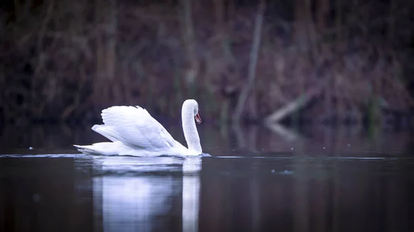 Beautiful White Swan Swimming Lake Water Surface — Stock Photo, Image