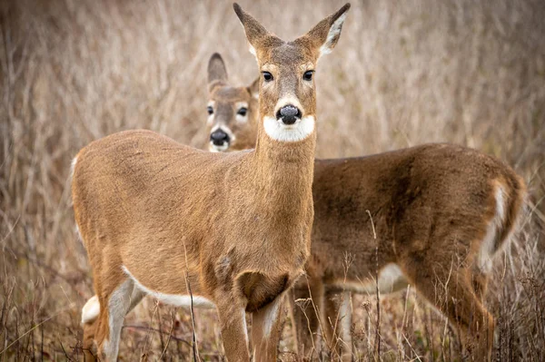 Young Deer Forest — Stock Photo, Image