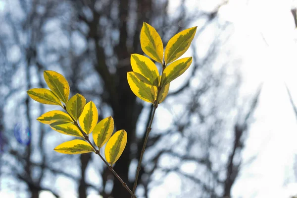 Folhas Amarelas Floresta — Fotografia de Stock