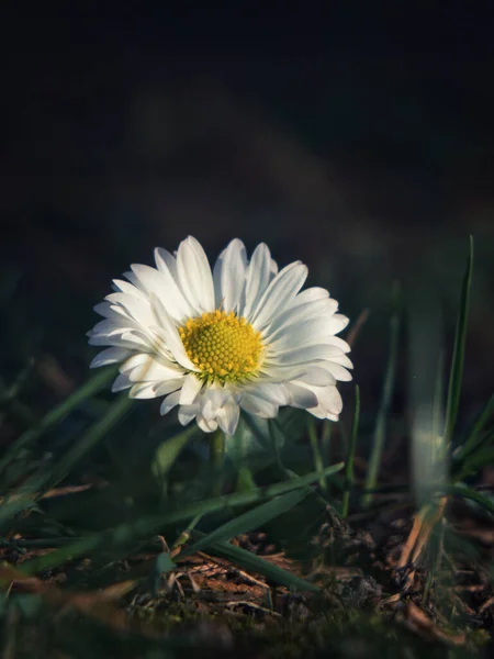 Schöne Weiße Gänseblümchenblümchen Garten — Stockfoto