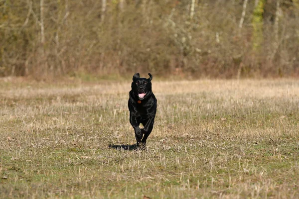 Siyah Beyaz Köpek Çimenlerde Koşuyor — Stok fotoğraf