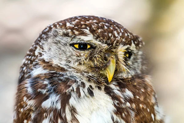 Close Beautiful Bird — Stock Photo, Image