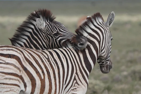 Zebra Der Savanne — Stockfoto