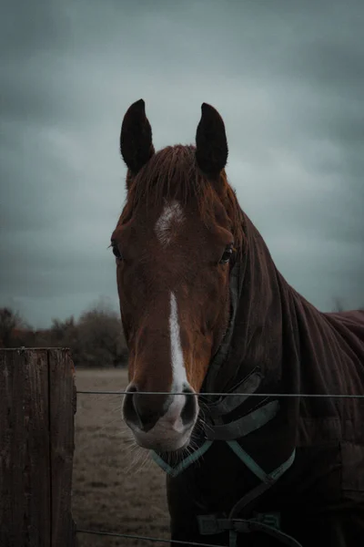 Paddock Bir Atı — Stok fotoğraf