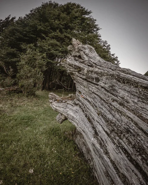 Beau Cliché Arbre Dans Forêt — Photo