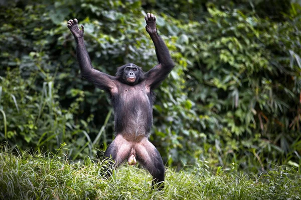 Gorila Sentado Árbol Bosque — Foto de Stock