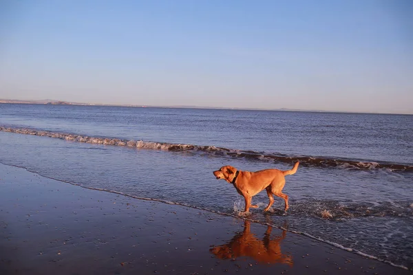 Cane Sulla Spiaggia — Foto Stock