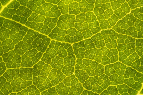 Yeşil Yaprak Dokusu Arkaplanı — Stok fotoğraf