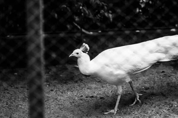 White Black Headed Bird — Stock Photo, Image