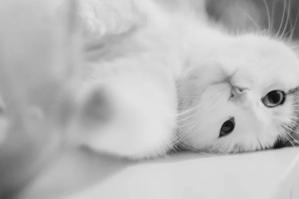 Cat Lying Floor — Stock Photo, Image