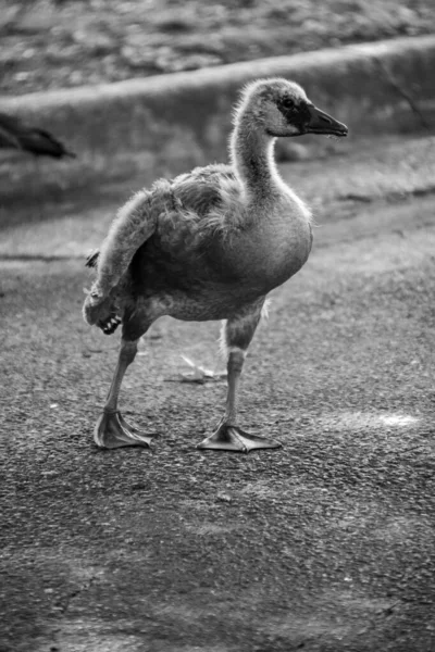 Primer Plano Ganso Blanco Negro —  Fotos de Stock