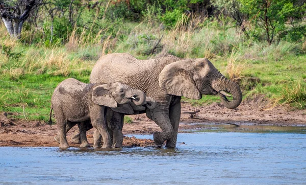 초원에 코끼리 — 스톡 사진