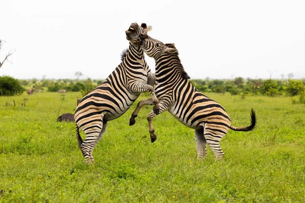 Zebras Der Savanne — Stockfoto