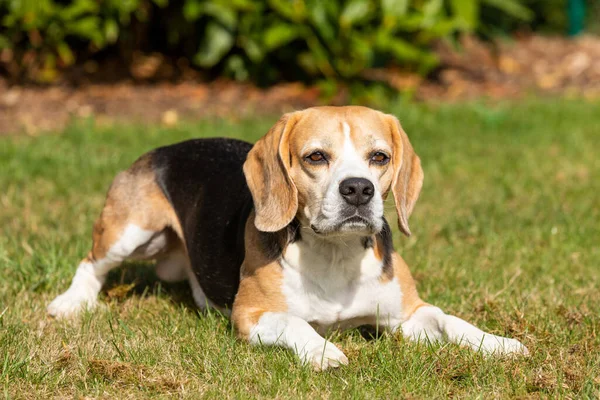 草の上に横たわっているビーグル犬 — ストック写真