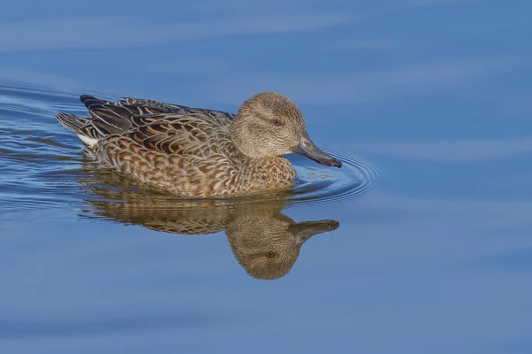 Ánade Real Agua — Foto de Stock