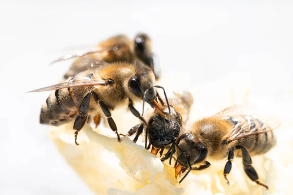 Pszczoły Białym Tle — Zdjęcie stockowe