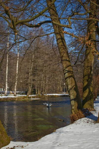 Gyönyörű Táj Folyóval Erdőben — Stock Fotó