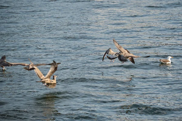 Flock Birds Water — Stock Photo, Image