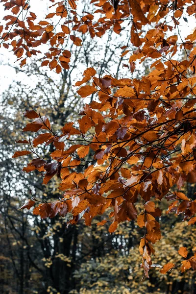 Foglie Autunnali Autunno Stagione Flora — Foto Stock