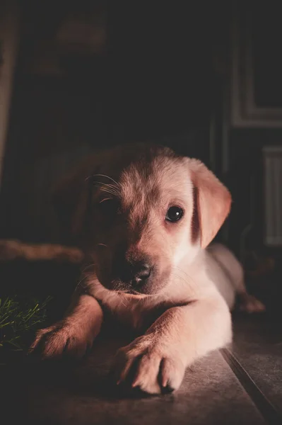 Słodkie Pies Leżący Podłodze Tle Zbliżenie — Zdjęcie stockowe