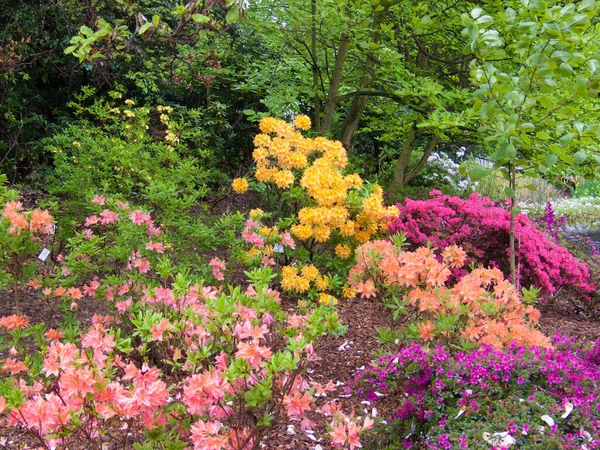 花园里长着美丽的花 — 图库照片