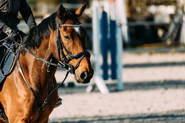 Vista Cerca Del Caballo Marrón — Foto de Stock