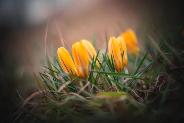 Belas Flores Primavera Floresta — Fotografia de Stock