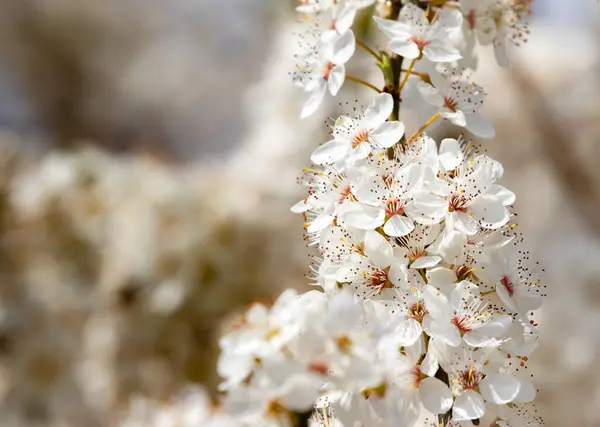 Flores Blancas Cerezo Primavera — Foto de Stock