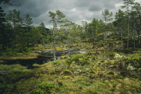 Hermoso Paisaje Con Río Bosque —  Fotos de Stock