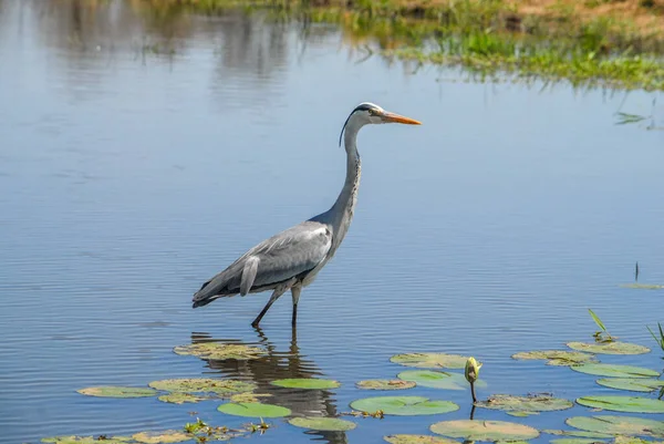 Grande Aigrette Dans Eau — Photo