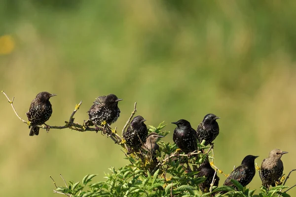 Oiseau Sur Une Branche Buisson Dans Forêt — Photo