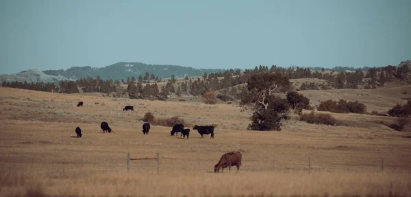 Una Manada Caballos Salvajes Desierto Utah —  Fotos de Stock