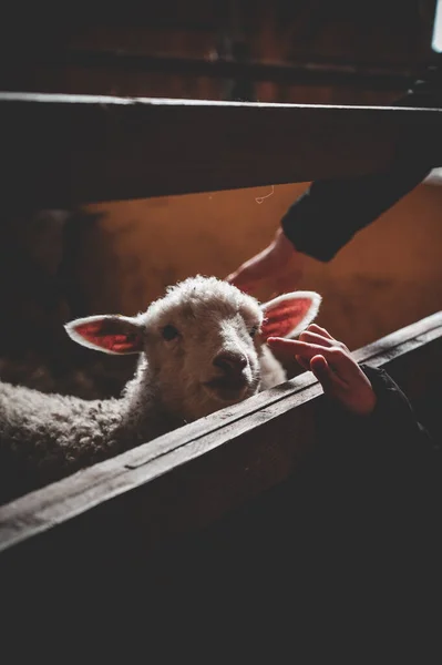 Niedliche Kleine Ziege Auf Dem Bauernhof — Stockfoto