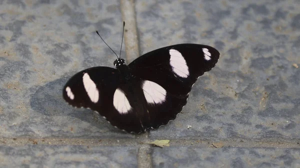 Метелик Сірому Фоні — стокове фото