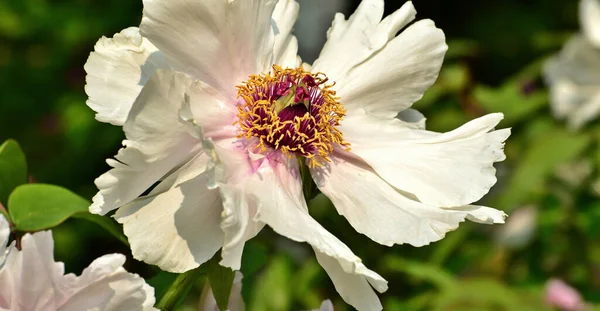 Botanická Střela Krásné Květiny — Stock fotografie