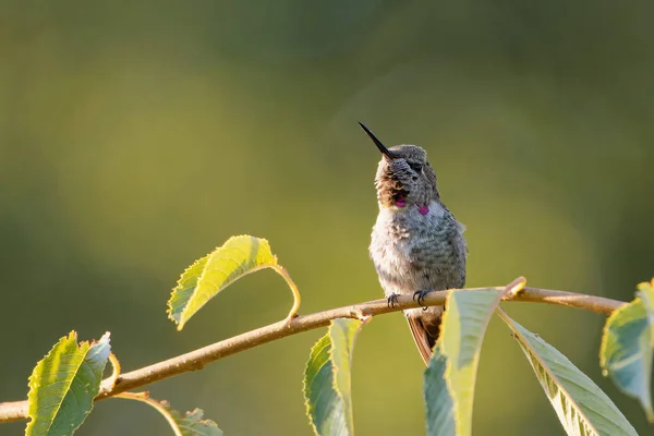 Hermoso Tiro Pájaro Hábitat Natural — Foto de Stock