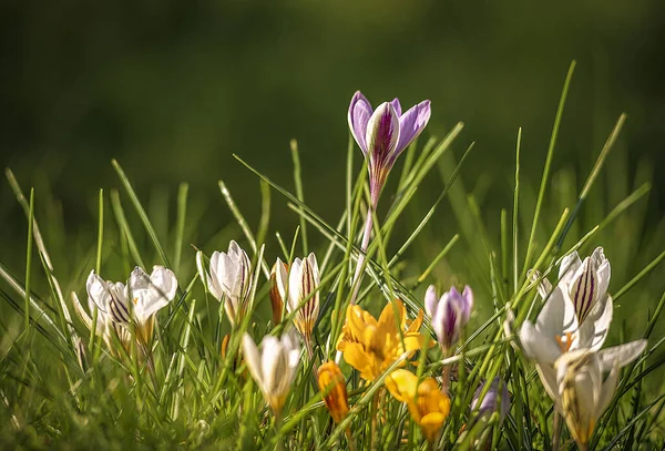 Hermosas Flores Primavera Jardín —  Fotos de Stock