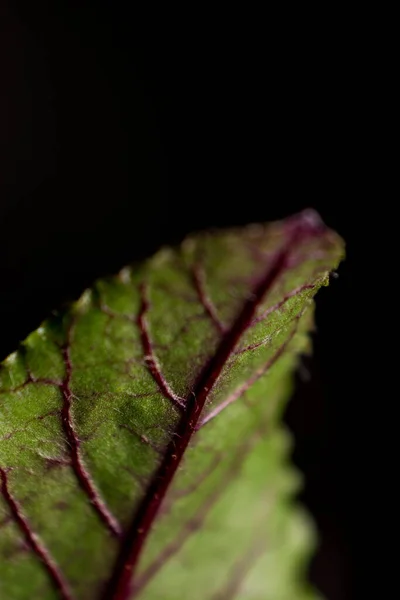 Folha Verde Fundo Preto — Fotografia de Stock