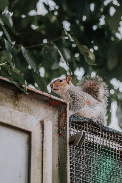 Esquilo Uma Árvore Close — Fotografia de Stock