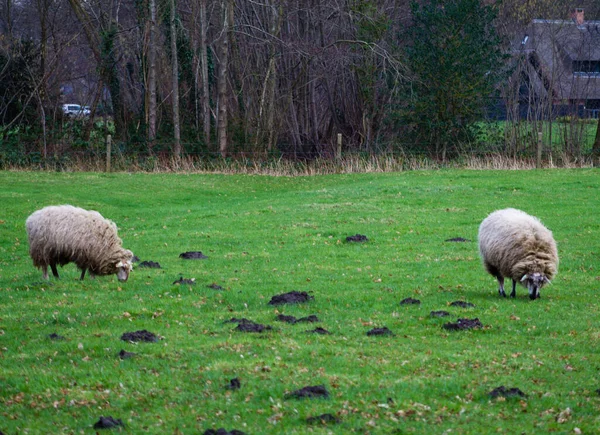 緑の草に羊の放牧 — ストック写真
