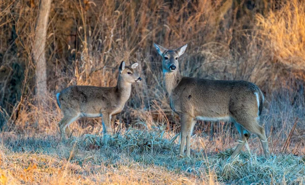 Cerfs Sauvages Dans Forêt — Photo