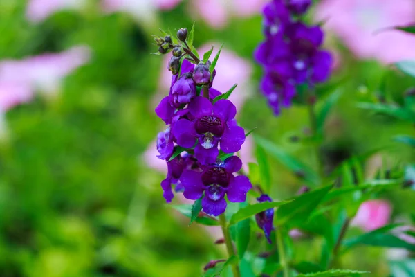 Hermosas Flores Que Crecen Jardín — Foto de Stock