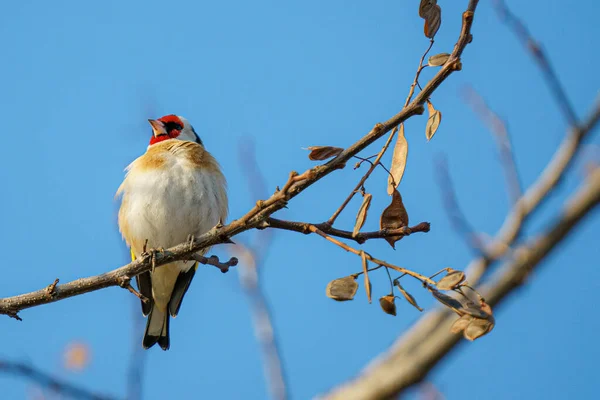 Ein Vogel Sitzt Auf Einem Ast Eines Baumes Der Natur — Stockfoto