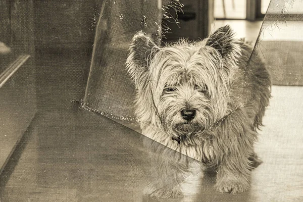 Dog Bathroom — Stock Photo, Image