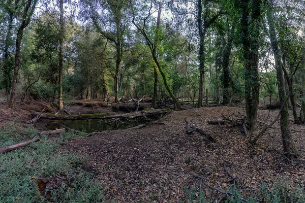 Bellissimo Paesaggio Della Foresta — Foto Stock