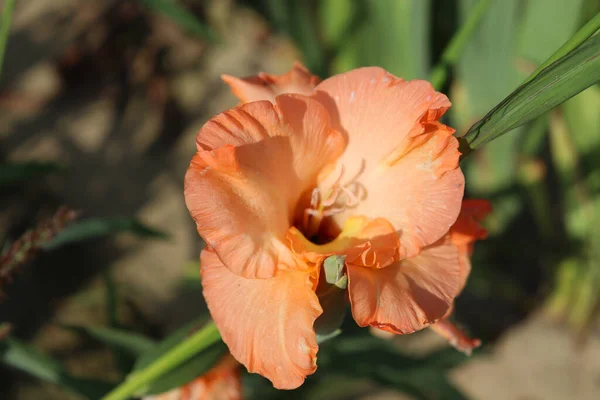 Botanická Střela Krásné Květiny — Stock fotografie