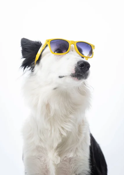 Собака Солнечных Очках Белом Фоне — стоковое фото