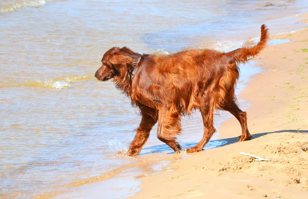 Golden Retriever Pies Bawiący Się Wodą Plaży — Zdjęcie stockowe